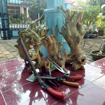 Menanam Pohon Serut Sebagai Bonsai dan Tanaman Hias