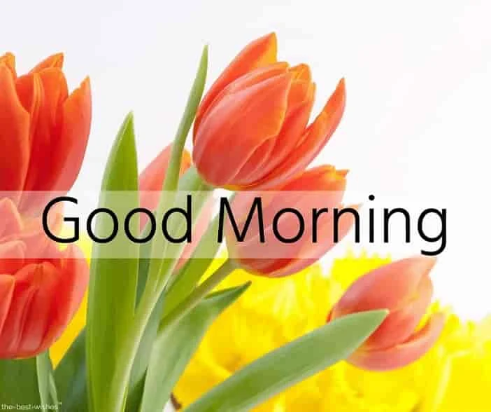 lovely good morning wishes with flowers