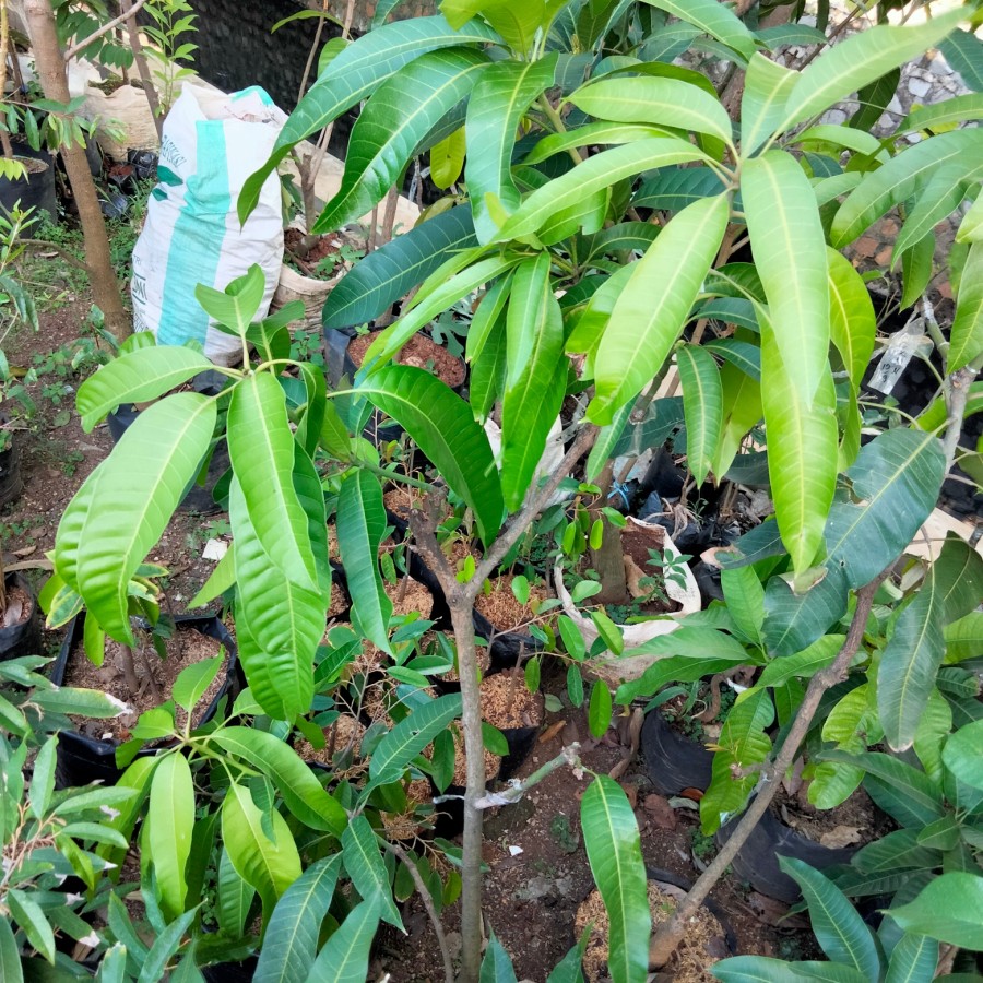 pohon mangga kombinasi pusat tanaman murah Kalimantan Utara