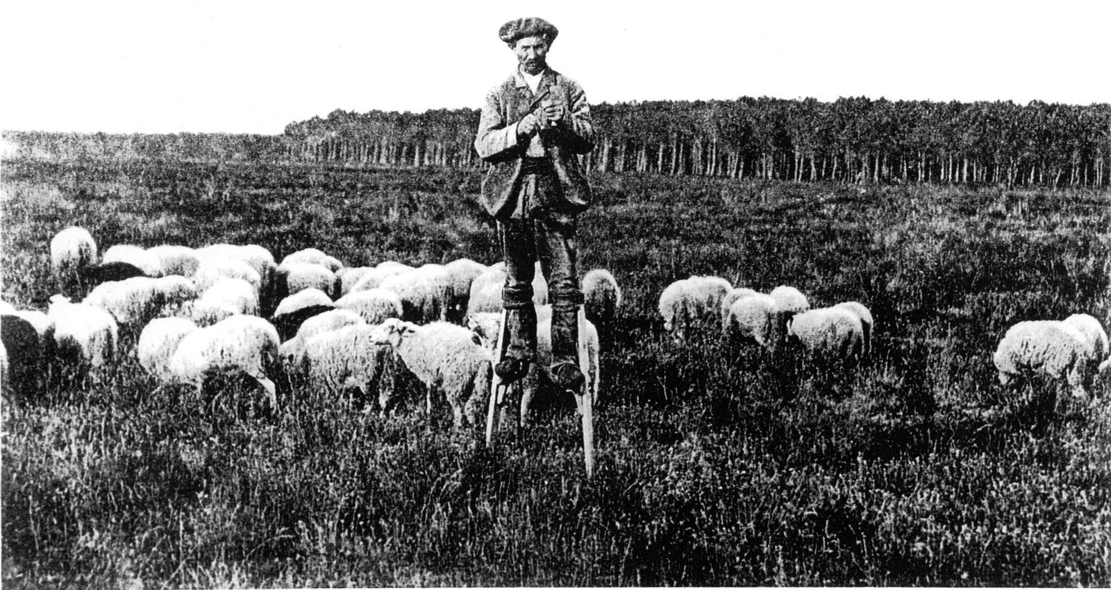 Terrierman's Daily Dose Shepherds on Stilts