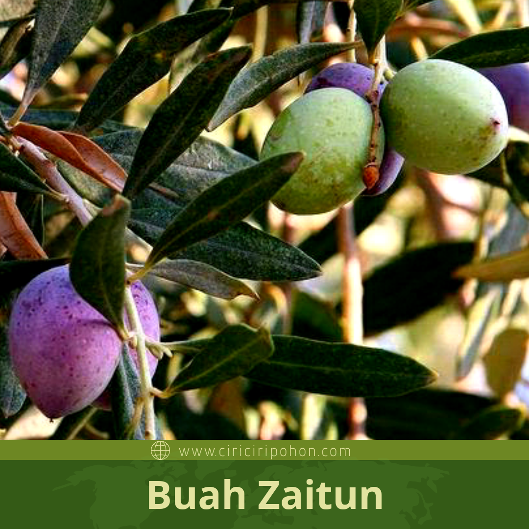 Yuk, Mengenal Lebih Jauh Tentang Pohon Zaitun