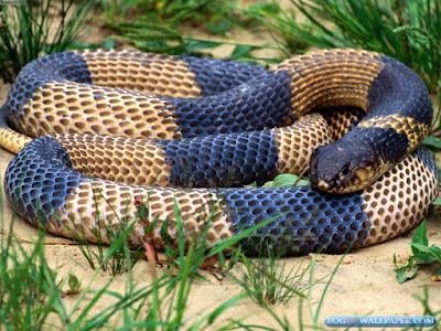 Cobra Snake Photos
