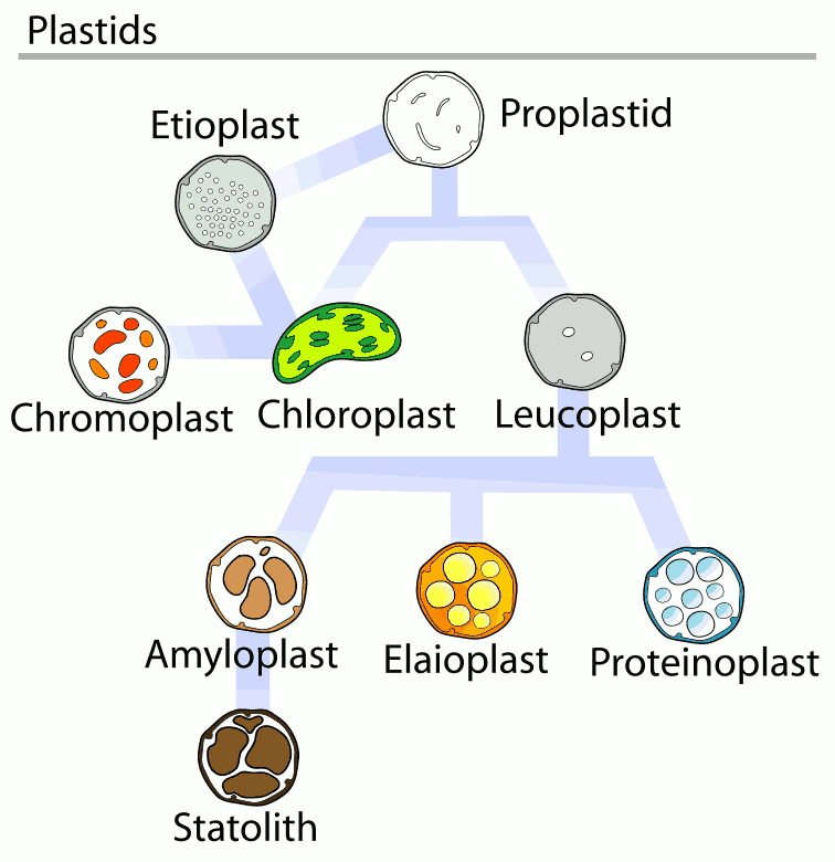 Plant Life Chloroplasts and Other Plastids