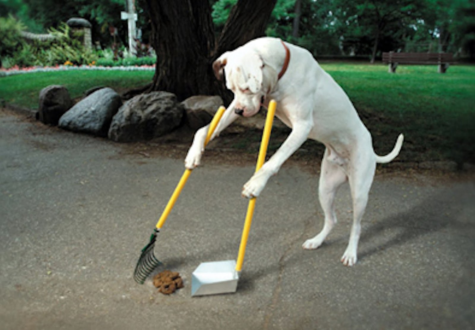 dog+poop+scoop.jpg