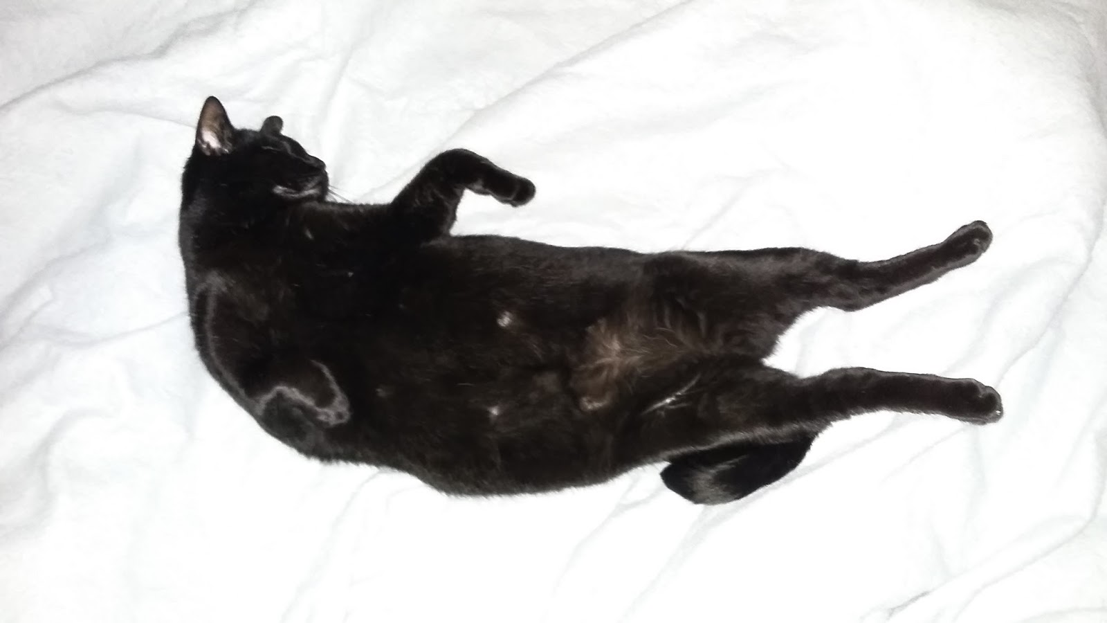 Jet Black Alley Cat November Jet Black Alley Cat November