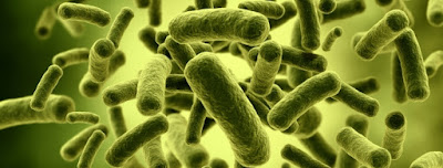 Soal Biologi : Bab Bakteri (50 Soal Pilihan Ganda dan Kunci Jawaban)