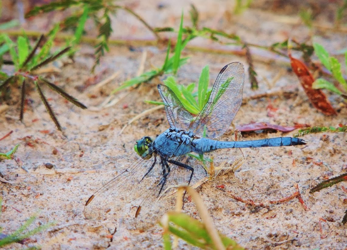 HTownWest Photo Blog Dragonflies come in many colors Houston area