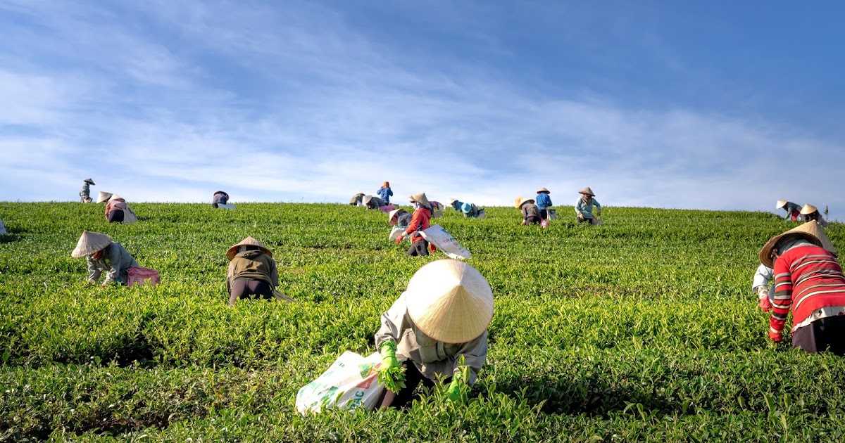 Laporan Praktikum Ekonomi Pertanian - Super Mipa