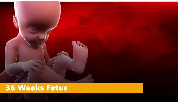 36 weeks fetus growth In Hindi