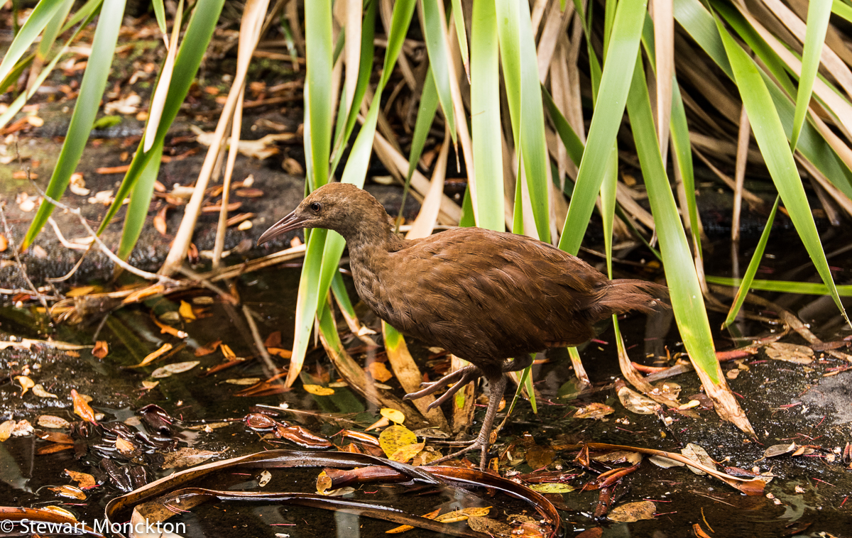 Paying Ready Attention Photo Gallery Wild Bird Wednesday 339 Wood Hen