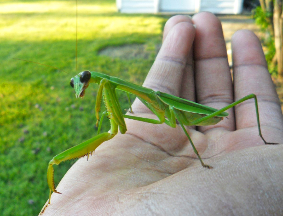 tenodera sinensis