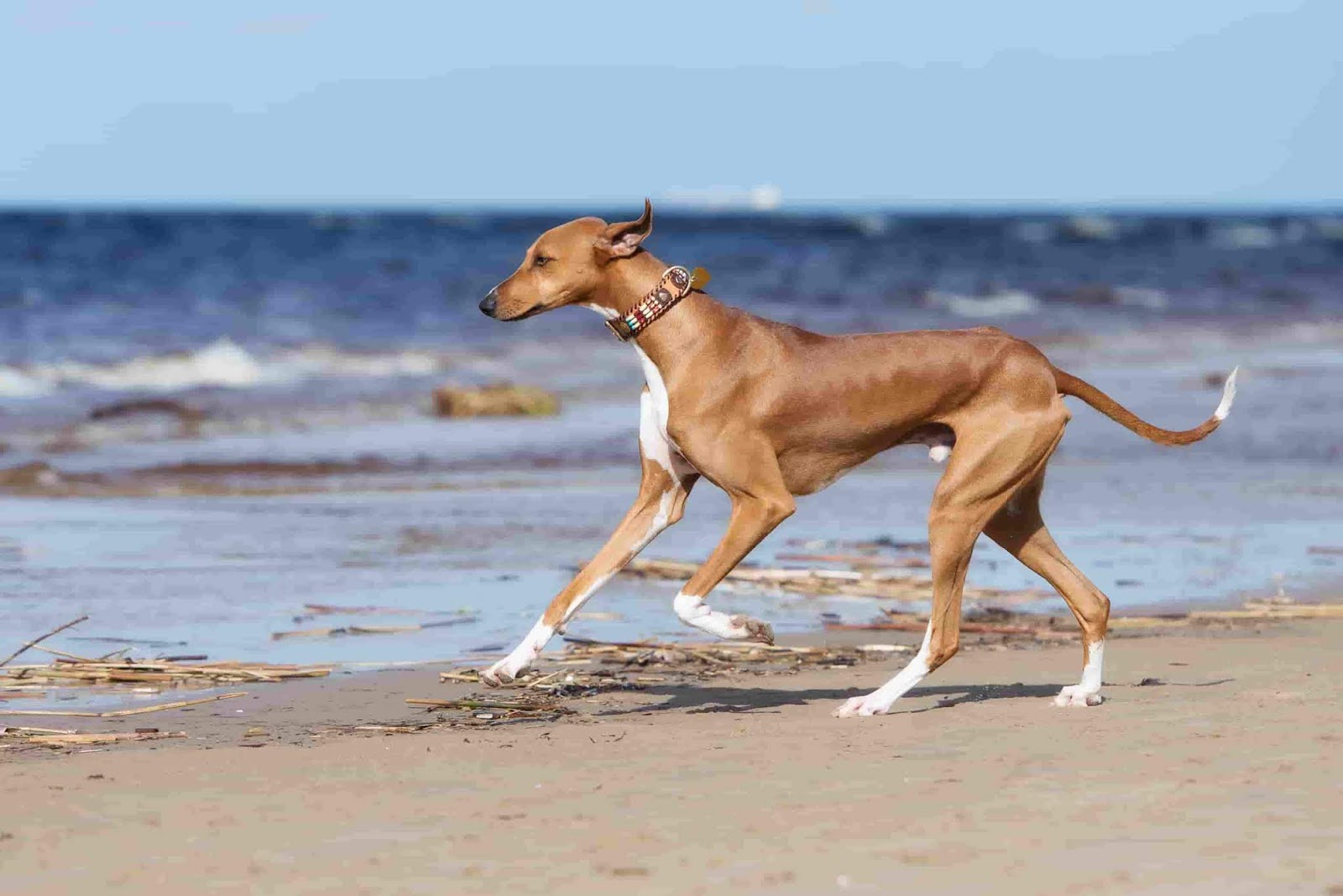 [2023] Fastest Dog Breeds Top 6 Elegant Racer Dog Breeds In The World