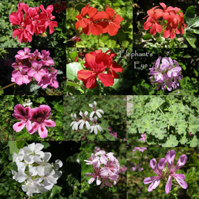 Pelargoniums in November The leaves are nutmeg with its tiny white flowers to the left