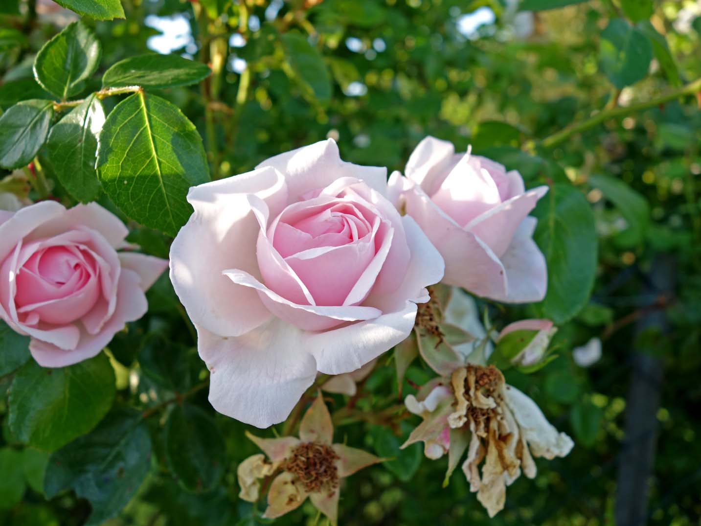 Living the life in Saint-Aignan: Encore des roses...