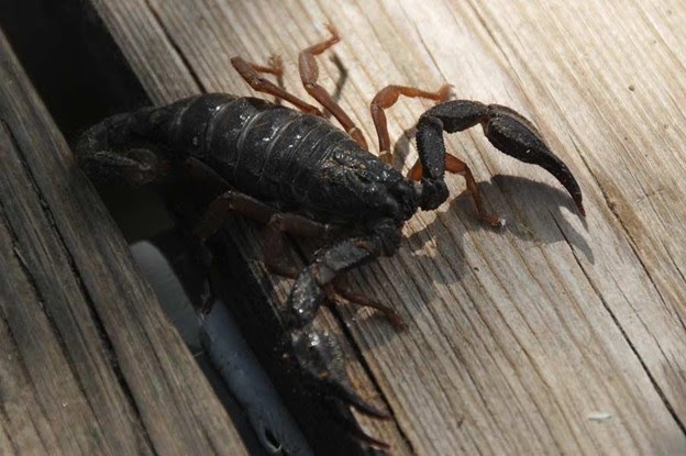 Sunshine Kelly | Beauty . Fashion . Lifestyle . Travel . Fitness: How to Prevent Scorpions from Getting Inside Your Bed?