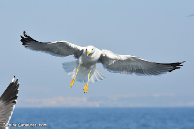 Gavià argentat (Larus michahellis)