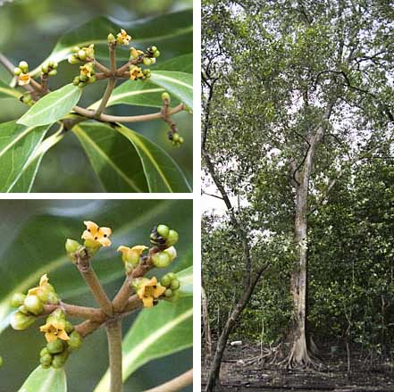 wild shores of singapore: Mandai mangrove madness: rare plants and big ...