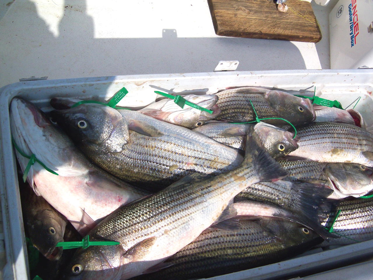 A View from the Beach Recreational Striped Bass Tagging Nixed in Virginia