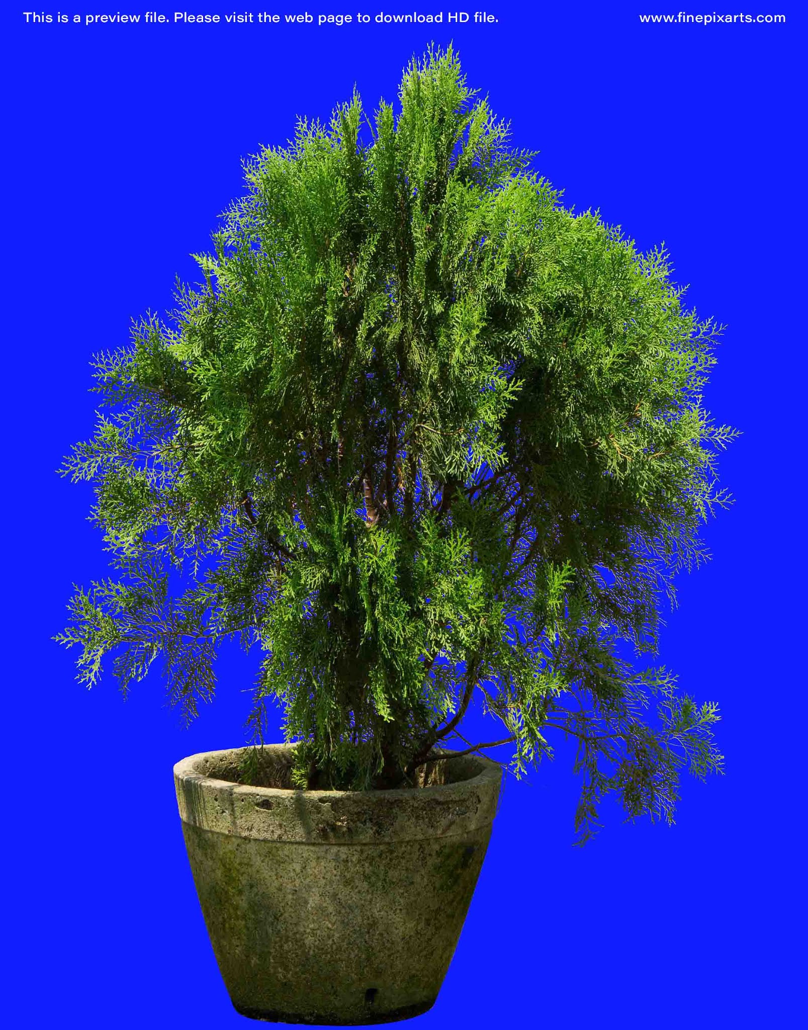 Cypress Garden Plant Texture 00003