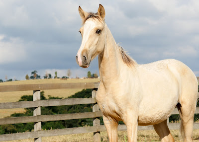 Minorco II INteragro