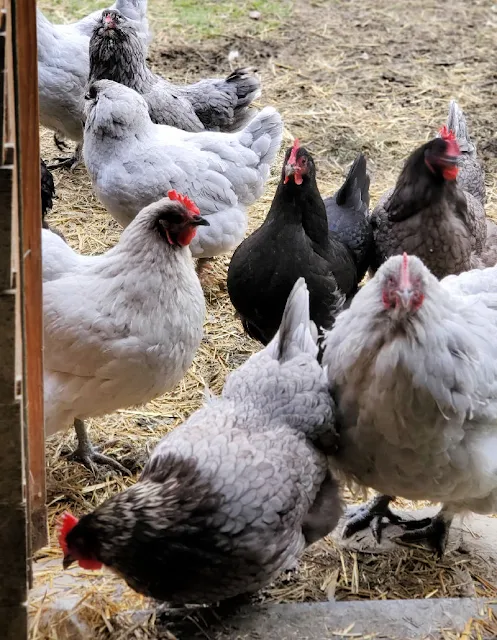 group of chickens outside coop door