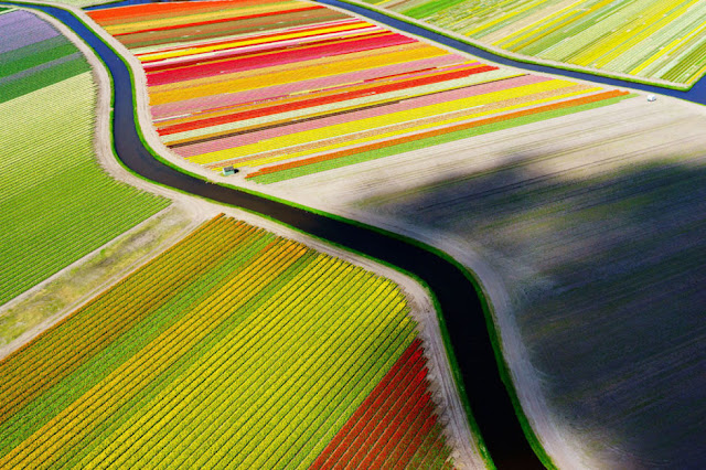 1. Foto Bunga Tulip di Voorhout Belanda