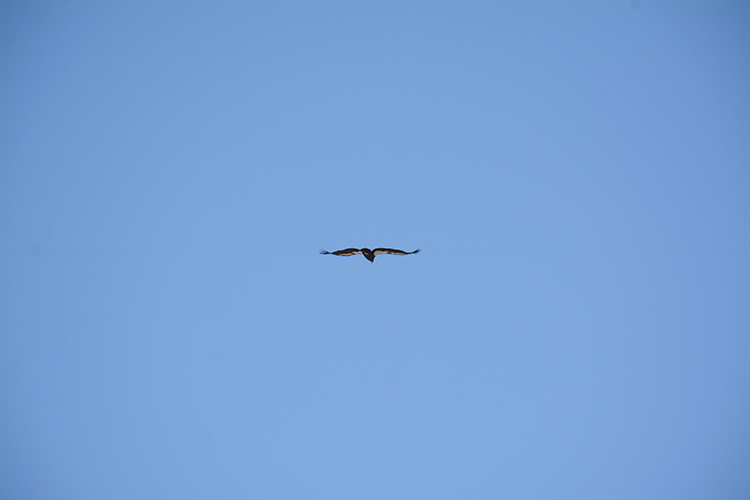 Grand Canyon Wildlife - South Rim | My Darling Days Grand Canyon Wildlife - South Rim | My Darling Days