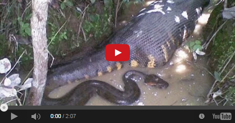 Man Swallowed Alive By A Giant Python | MagOne 2016