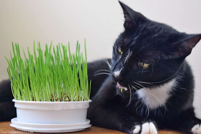 Mr. Kitty eating Oat Grass from YPCK City Kitty Garden