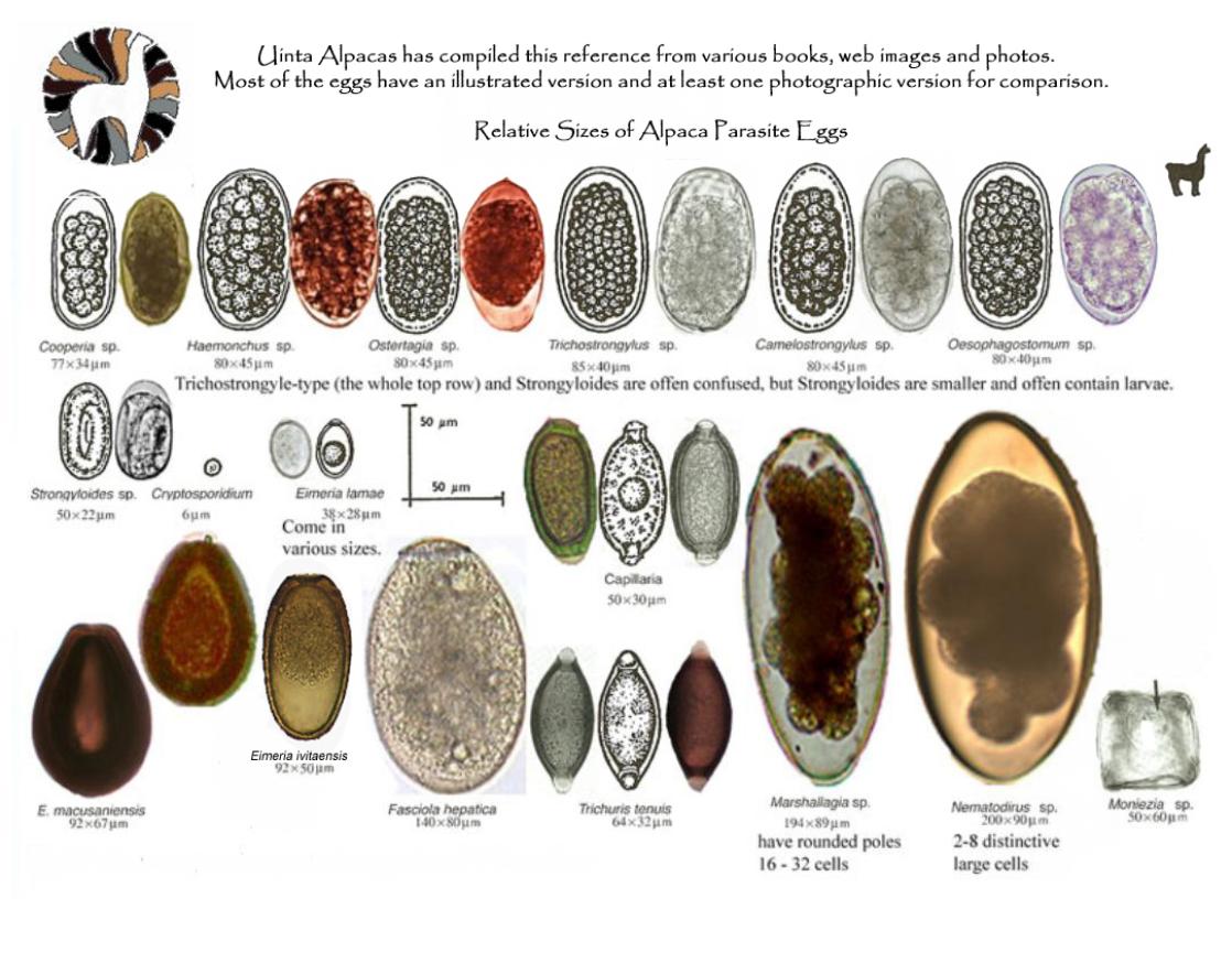 పశు ప్రియ: పరాన్నజీవుల గుడ్లు - common parasite eggs