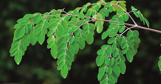 manfaat-daun-kelor-bagi-kesehatan