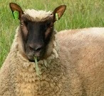 Clun Forest Sheep Origin, Characteristics, Milk, Wool & Meat Quality