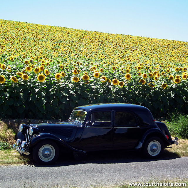 Sunflowers and Citroen Traction Avant. Touraine Loire Valley. France. Photo by Susan Walter.