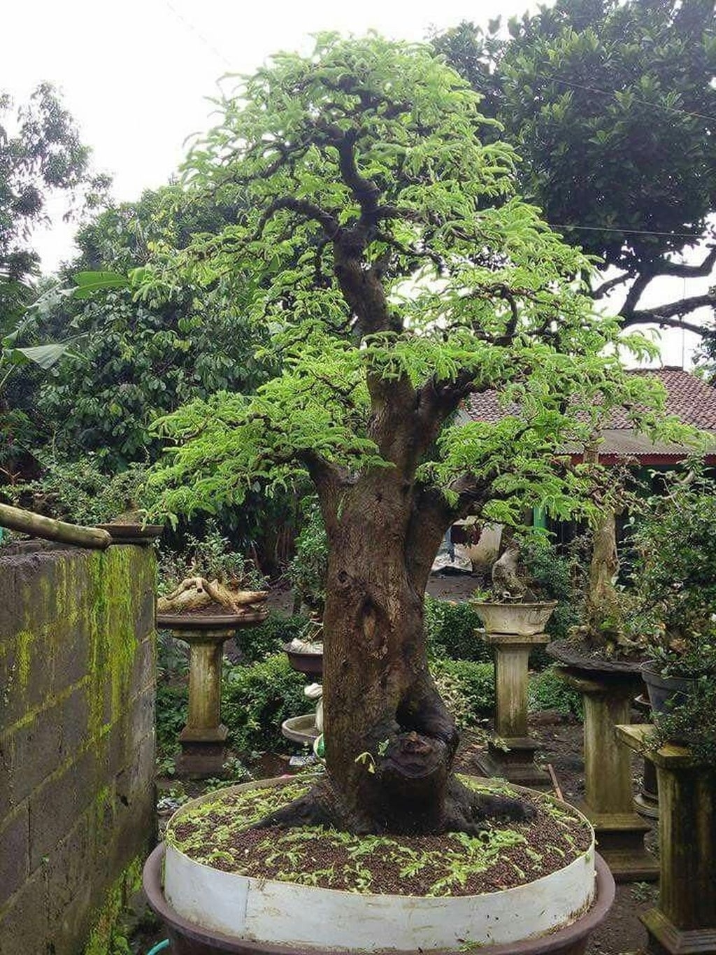 45+ Unique Bonsai Trees Gardening Ideas For Backyard ARA HOME