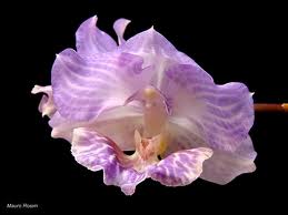 Portugal torrão natal ORQUIDEAS AGANISIA