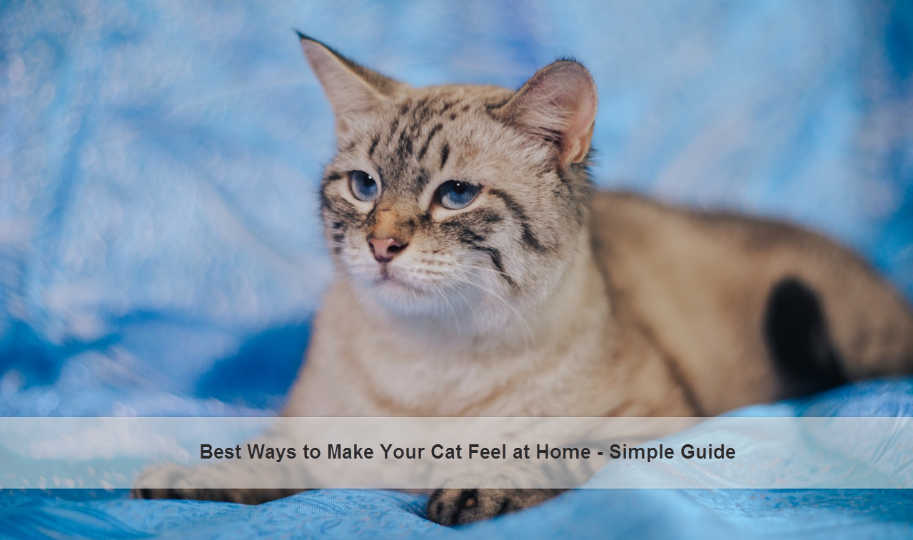 Best Ways to Make Your Cat Feel at Home easy