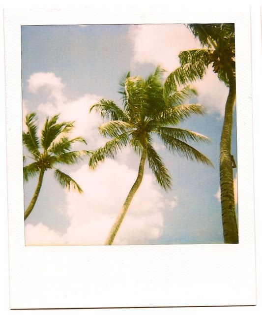 {at this moment | things : the importance of palm trees}