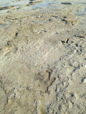 Μάζευε κοχύλια και εντόπισε αποτύπωμα δεινοσαύρου 130 εκατ. ετών  