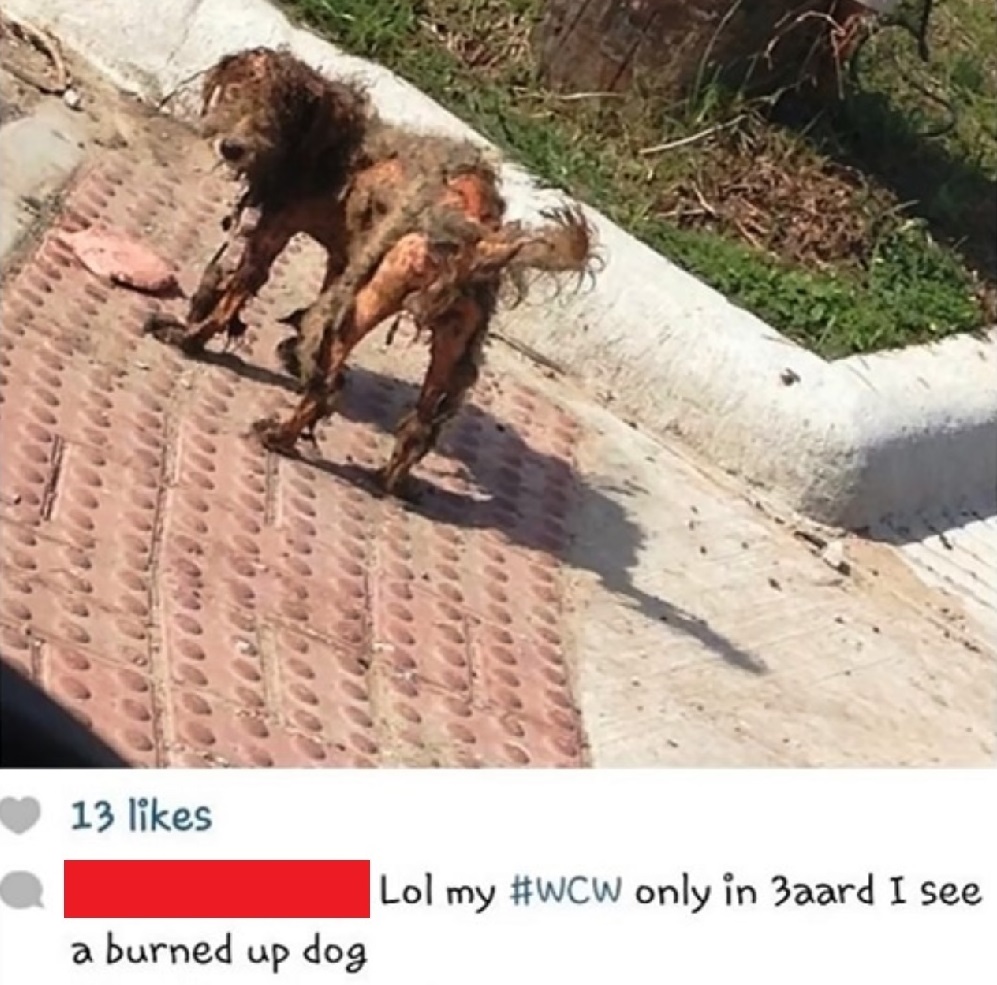 Dog Was Burned & Shot With BB Gun As She Desperately Tried To Protect