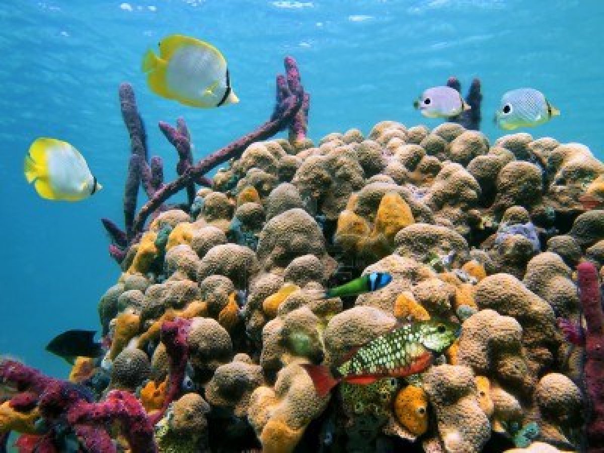 Mengenal Hewan dan Tumbuhan  Bioma laut 