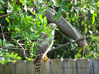 Red Shouldered Hawk Florida