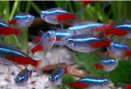 Jenis Ikan Hias Air Tawar Neon Tetra