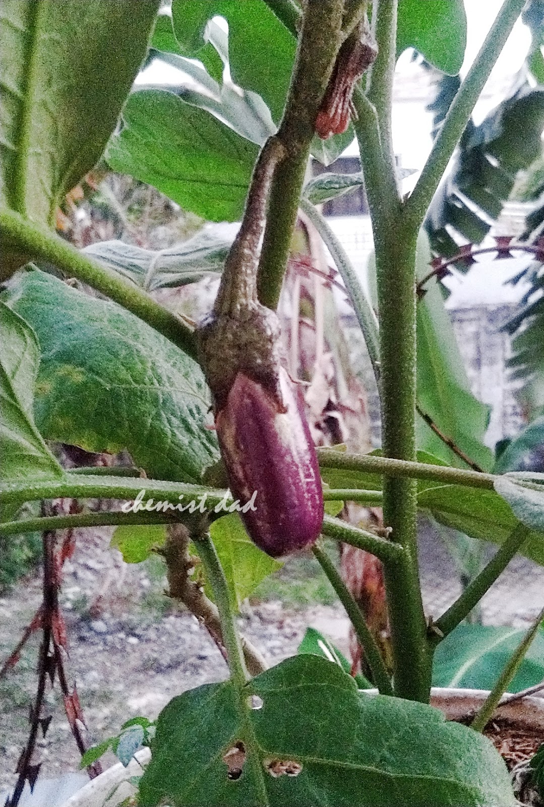 Urban Gardening How To Grow Eggplants