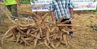 Pupuk Perangsang Akar Singkong Agar Cepat Besar