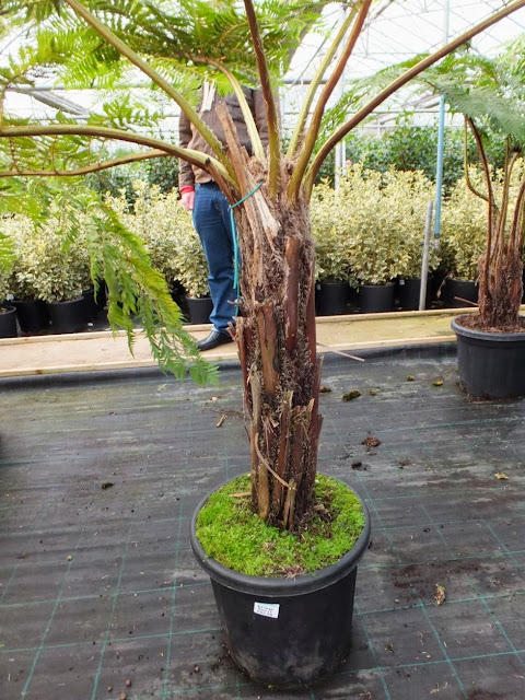 Cyathea cooperi