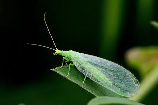 Green lacewing on a leaf.
