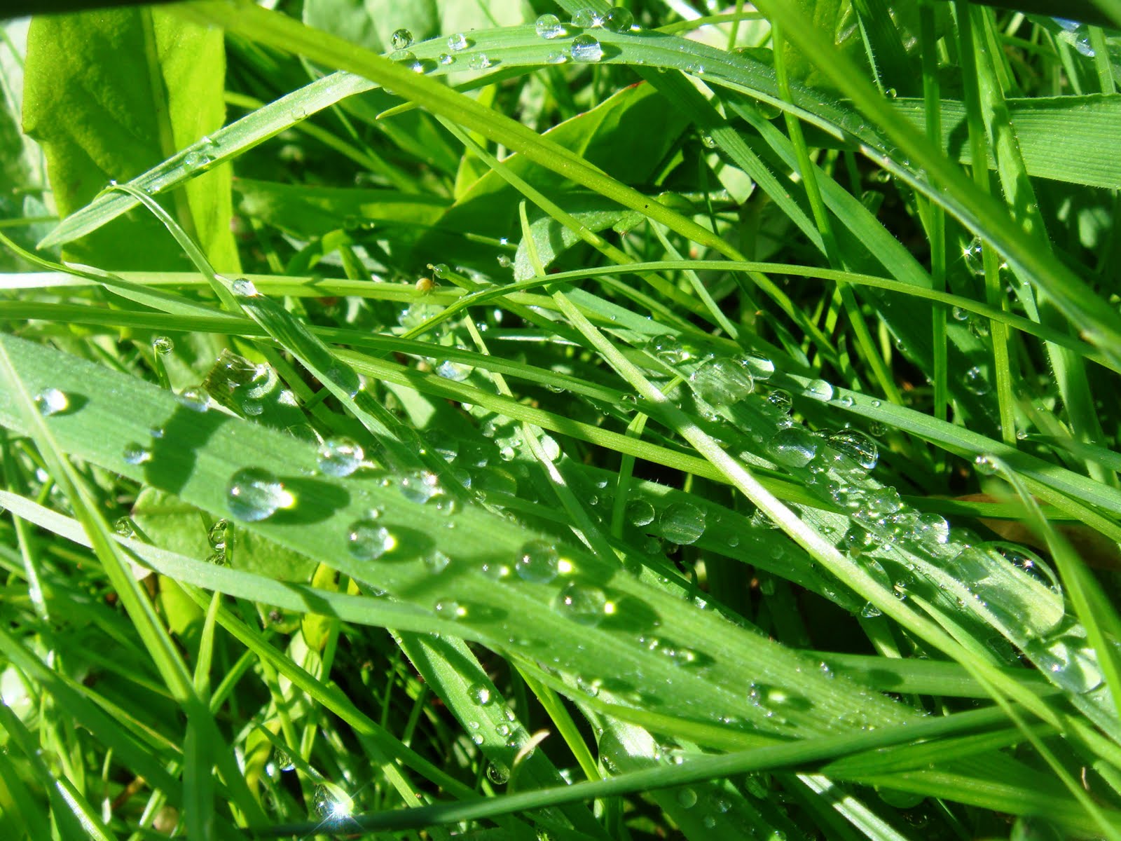KOSTBAAR!: Wandelen na een regenbui.