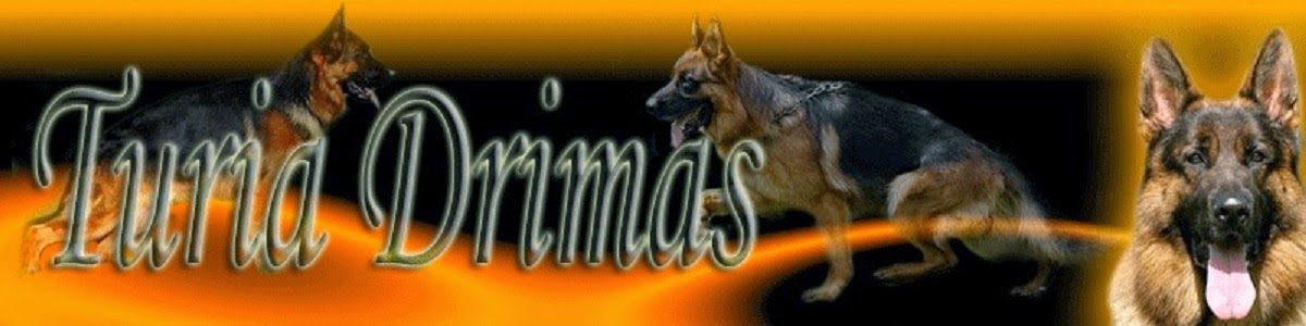 German Shepherd Von Turia Drimas / Pastores Alemanes Von Turia Drimas