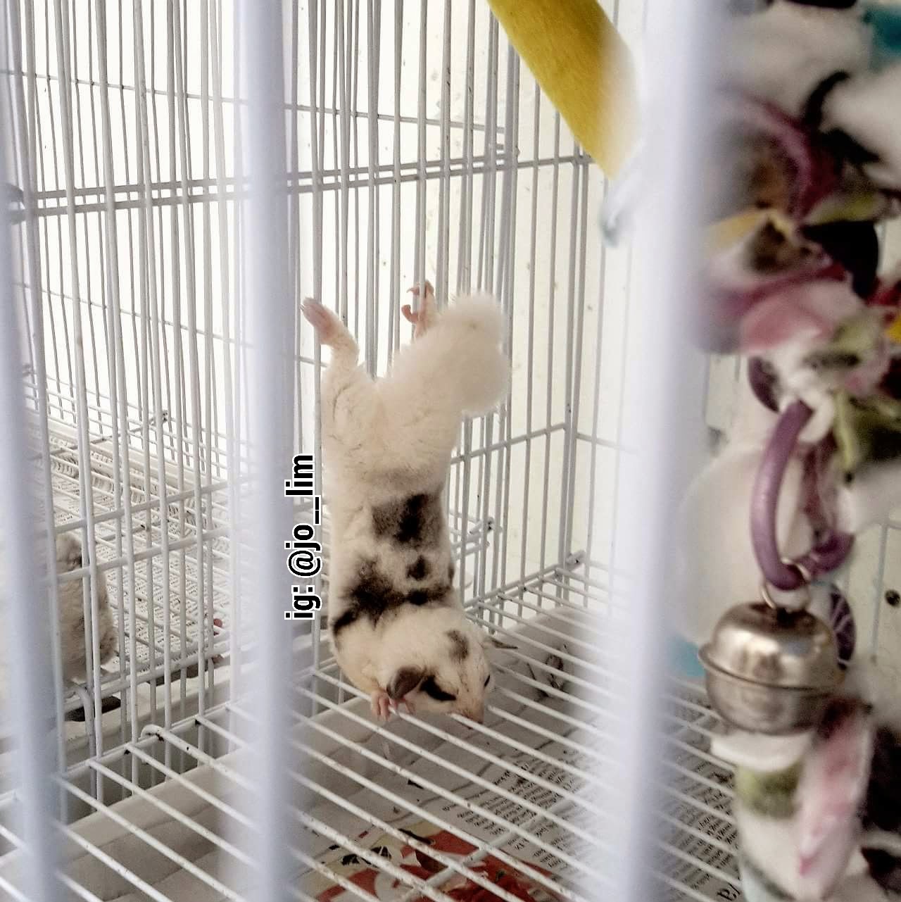 My Piebald Sugar Glider Collections Marbled Pied Mosaic Sugar Glider