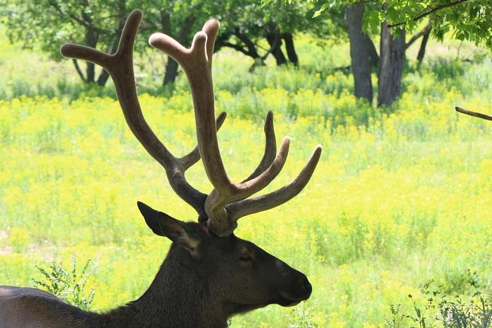 Michigan Exposures Revisiting the Gaylord Elk Park
